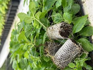 40*50 mm 60 Gözlü 9 Adet Viyolde Agripot