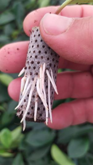 40*50 mm 60 Gözlü 9 Adet Viyolde Agripot