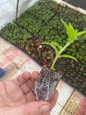 SAKSI MIX 60 GÖZLÜ VİYOL 5 ADET 