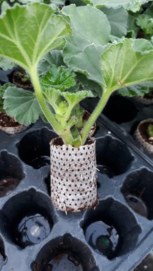 70 Gözlü 5 Adet Viyol 