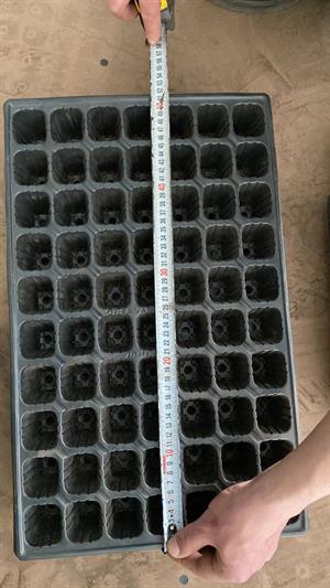 70 Gözlü 5 Adet Viyol 