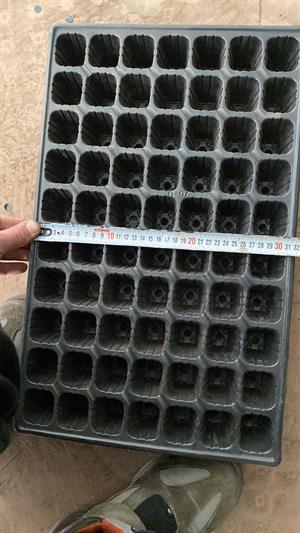 70 Gözlü 5 Adet Viyol 