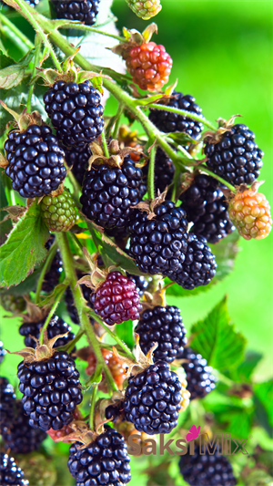 40 L Berry Mix Çilek Yetiştirme ortamı