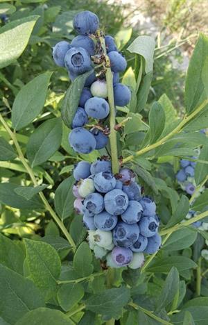 40 L Blueberry Mix Asidik Bitki Yetiştirme Ortamı