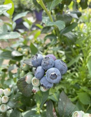 40 L Blueberry Mix Asidik Bitki Yetiştirme Ortamı