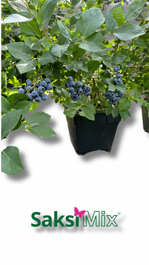 40 L Blueberry Mix Asidik Bitki Yetiştirme Ortamı
