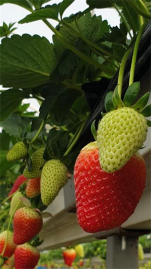 15 L Çilek Growbag Yetiştiriciliğe Hazır Torba