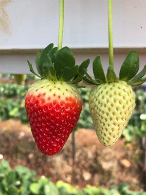 15 L Çilek Growbag Yetiştiriciliğe Hazır Torba