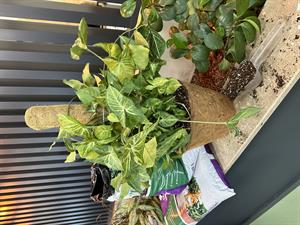 SAKSI MİX COCO BİTKİ DESTEKLEME ÇUBUĞU 150 CM (TEK)