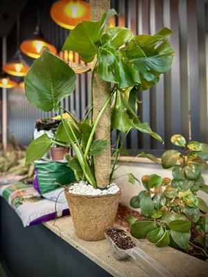 CCoco Pole 34x5 cm Doğal Hindistan Cevizi Direği