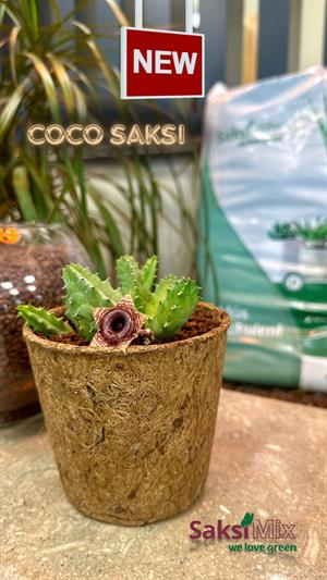 Coco Pot 5 adet 9x10 cm Organik Bitki Saksısı