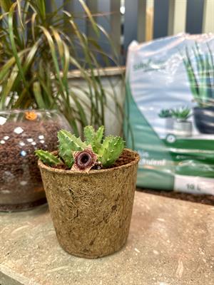 Coco Pot 5 adet 5x7 cm Organik Bitki Saksısı