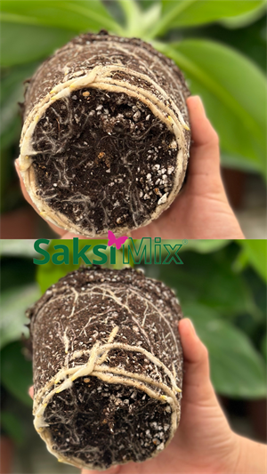 20 L İç Mekan Bitki Yetiştirme Ortamı