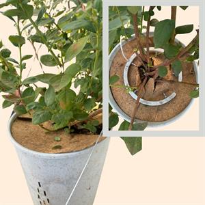 Cocopeat Saksı Örtüsü Sineklenme Önleyici Malch 36.5 cm
