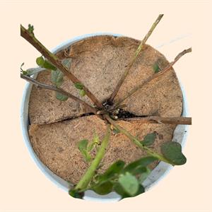 Cocopeat Saksı Örtüsü Sineklenme Önleyici Malch 36.5 cm