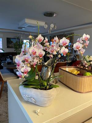 10 L Orkide ve Antoryum Yetiştirme Ortamı