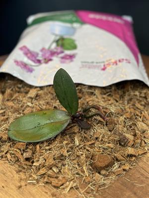 10 L Orkide ve Antoryum Yetiştirme Ortamı