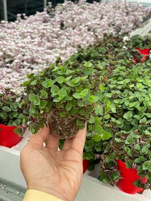 10 L Premium Ultra Özel Torf Karışımı