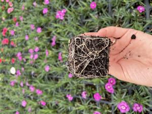 10 L Premium Ultra Özel Torf Karışımı