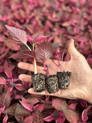 70 L Viyol Mix Çimlendirme ve Köklendirme Hazır Yetiştirme Ortamı