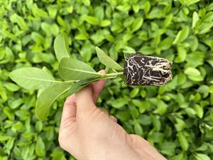 70 L Viyol Mix Çimlendirme ve Köklendirme Hazır Yetiştirme Ortamı