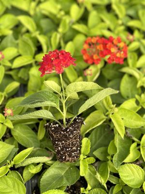 70 L Viyol Mix Çimlendirme ve Köklendirme Hazır Yetiştirme Ortamı