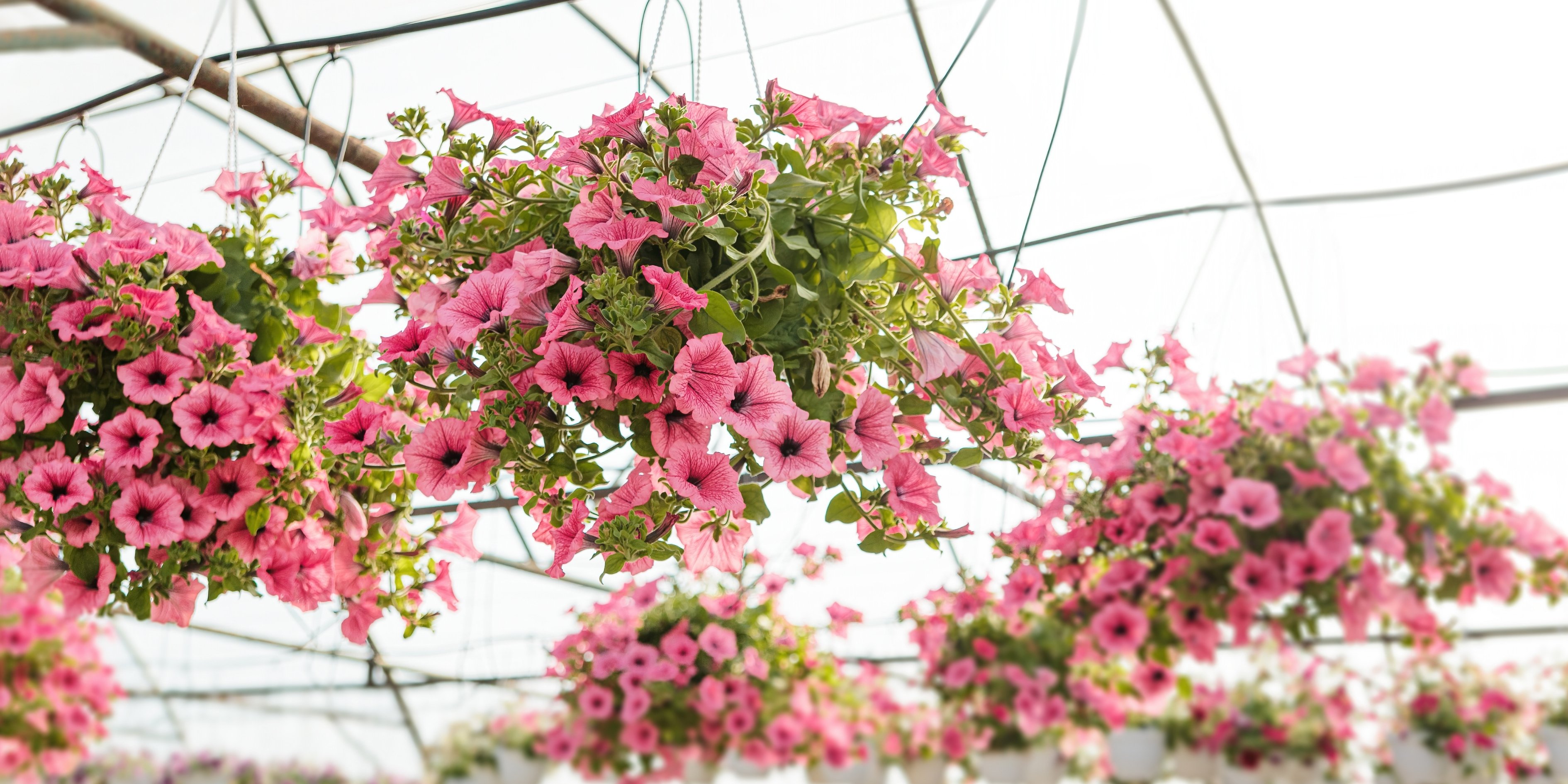 Askılı Coco Saksı