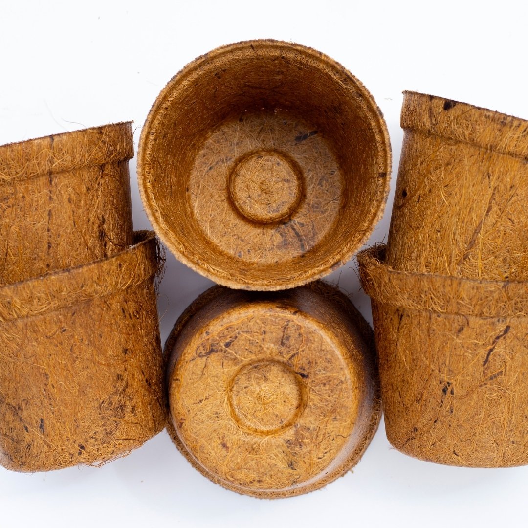 Coco Pot