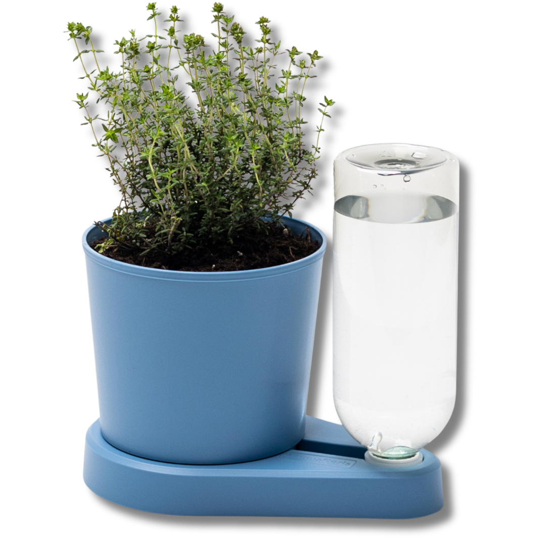 SAKSI MİX HERBAL HERO SAKSI MAVİ