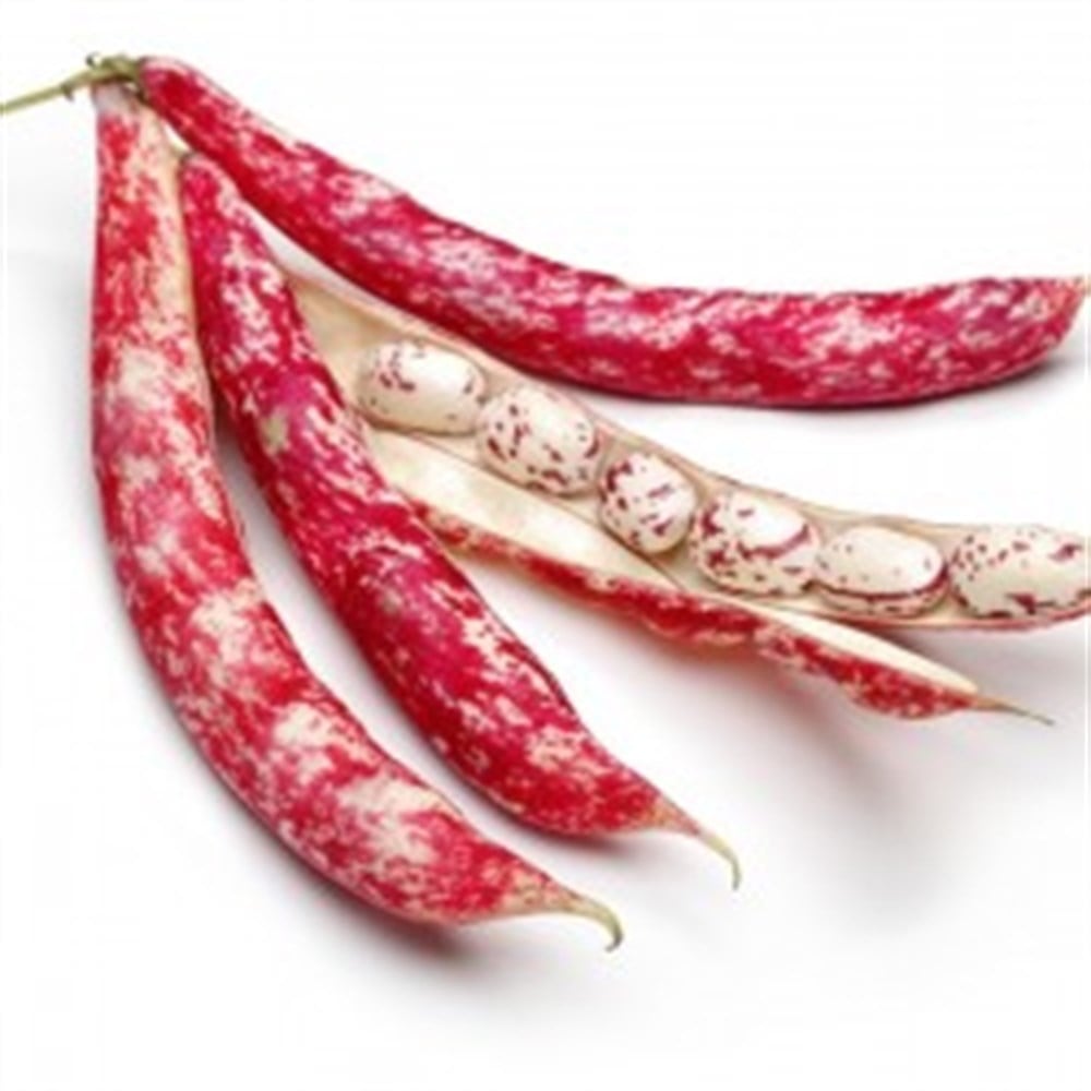 BARBUNYASebze