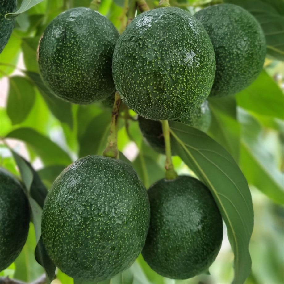 AVOKADO (REED) - 1 KG / 3-4 ADET