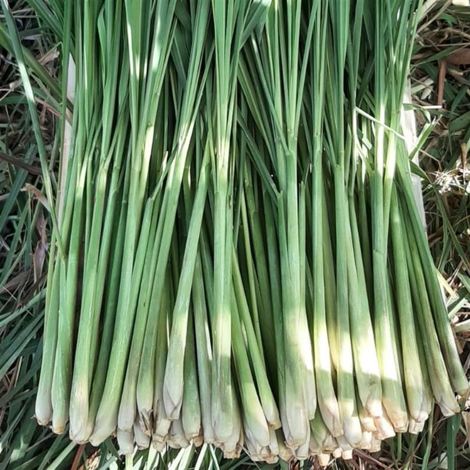 LEMONGRASS (LİMON OTU)  - 200 GR