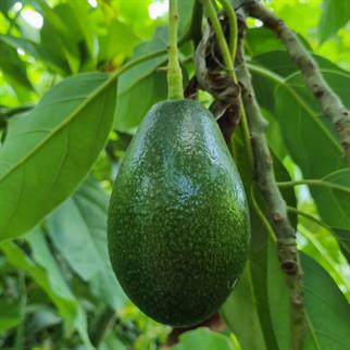 AVOKADO (BACON) - 1 KG 