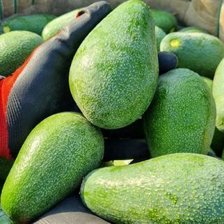 AVOKADO (FUERTE) - 5 KG