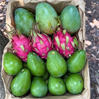 AVOKADO-MANGO-PİTAYA