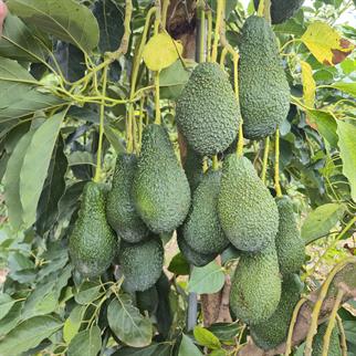 AVOKADO (PINKERTON) - 1 KG