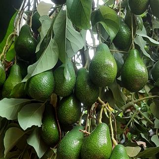 AVOKADO (ZUTANO) - 1 KG