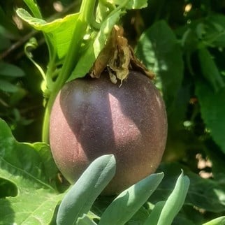 ÇARKIFELEK (PASSION FRUIT) - 8 ADET