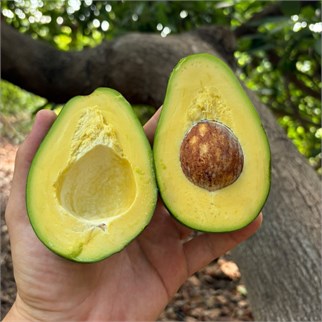 CLIFTON AVOKADO - 1 KG 