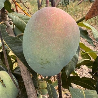 JUMBO MANGO - MİN 700-1000 GR