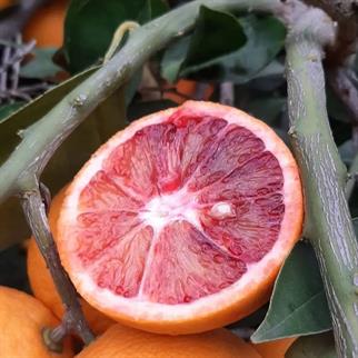 KAN PORTAKALI - 1 KG