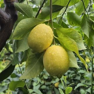 LALE LİMON (DİKENLİ) - 1 KG 