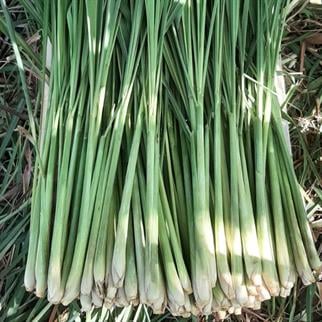 LEMONGRASS (LİMON OTU)  - 200 GR