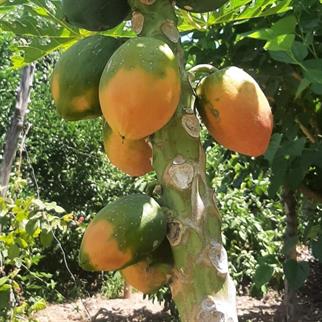 PAPAYA - 1 KG