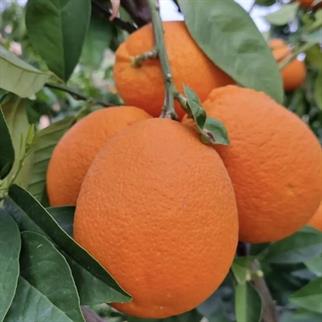 PORTAKAL (YAFA) - 1 KG