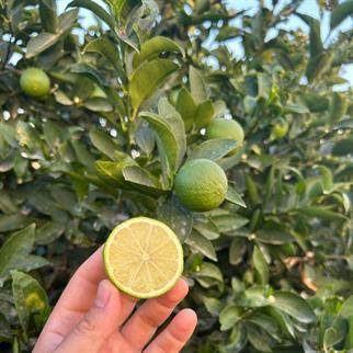 TAHITI LIME - 500 GR