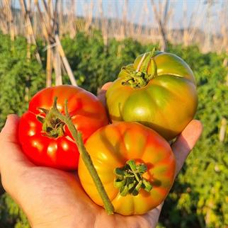 YAYLA DOMATESİ (LAPÇIN) - 1 KG 