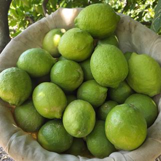 YEŞİL YAZ LİMONU - 1 KG