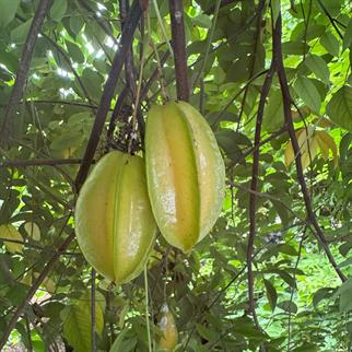 YILDIZ MEYVESİ (STAR FRUIT) -1 ADET MİN 70 GR