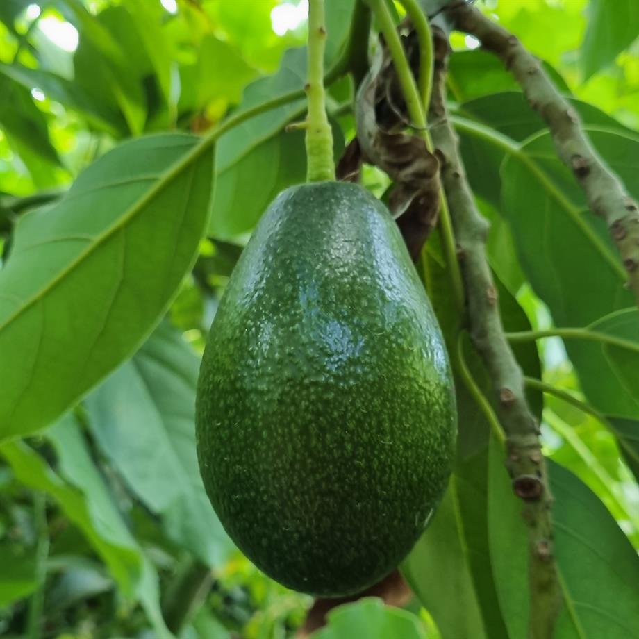 AVOKADO (BACON) - 1 KG 